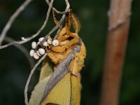 Bodensee Insel Mainau Butterfly 32