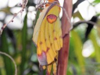 Bodensee Insel Mainau Butterfly 33