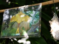 Bodensee Insel Mainau Butterfly 34
