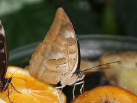 Bodensee Insel Mainau Butterfly 39