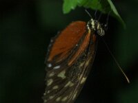 Bodensee Insel Mainau Butterfly 43