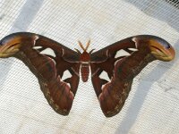 Bodensee Insel Mainau Butterfly 49