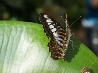Bodensee Insel Mainau Butterfly 50