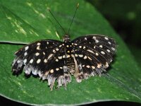 Bodensee Insel Mainau Butterfly 53
