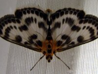Vlinders