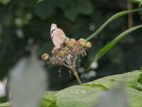 DSC03007