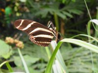 DSCF0804
