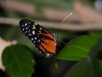 DSCF0809