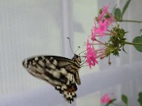 DSCF0848