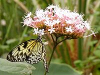 DSCF0851