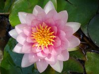 Waterlelie IMG 102