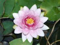 Waterlelie IMG 138
