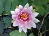 Waterlelie IMG 139