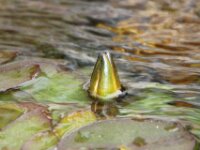 Waterlelie IMG 2655