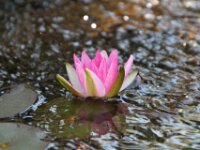 Waterlelie IMG 2660