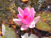 Waterlelie IMG 2665