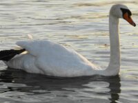 Vogels 38
