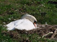 Vogels 75