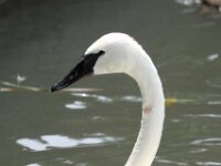 Zwaan (5)
