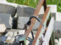 Vogels 68