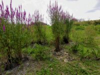 Natuurdomein "De Kam" Tielt - 02 aug 2020 © Acx Dirk