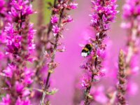 Natuurdomein "De Kam" Tielt - 02 aug 2020 © Acx Dirk