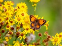 Natuurdomein "De Kam" Tielt - 02 aug 2020 © Acx Dirk