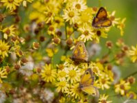 Natuurdomein "De Kam" Tielt - 02 aug 2020 © Acx Dirk