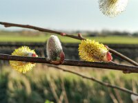 2022-03-17: Lentewandeling