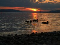 Bodensee Sunset 09