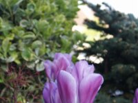 DSC00529