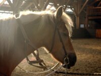 Harre (12)