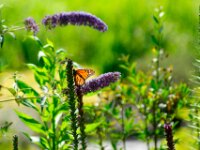 Bodensee Insel Mainau Butterfly