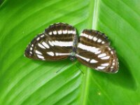 Bodensee Insel Mainau Butterfly 08