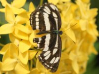 Bodensee Insel Mainau Butterfly 11