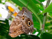 Bodensee Insel Mainau Butterfly 13