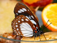 Bodensee Insel Mainau Butterfly 15
