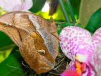 Bodensee Insel Mainau Butterfly 17
