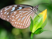 Bodensee Insel Mainau Butterfly 18