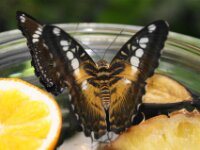 Bodensee Insel Mainau Butterfly 27