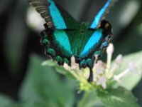 Bodensee Insel Mainau Butterfly 28