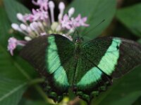 Bodensee Insel Mainau Butterfly 29