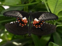 Bodensee Insel Mainau Butterfly 36