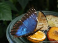 Bodensee Insel Mainau Butterfly 38