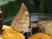 Bodensee Insel Mainau Butterfly 39