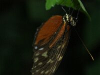 Bodensee Insel Mainau Butterfly 43