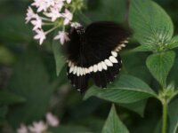 Bodensee Insel Mainau Butterfly 44