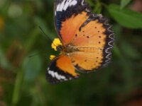 Bodensee Insel Mainau Butterfly 47