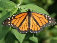Bodensee Insel Mainau Butterfly 51