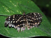 Bodensee Insel Mainau Butterfly 53